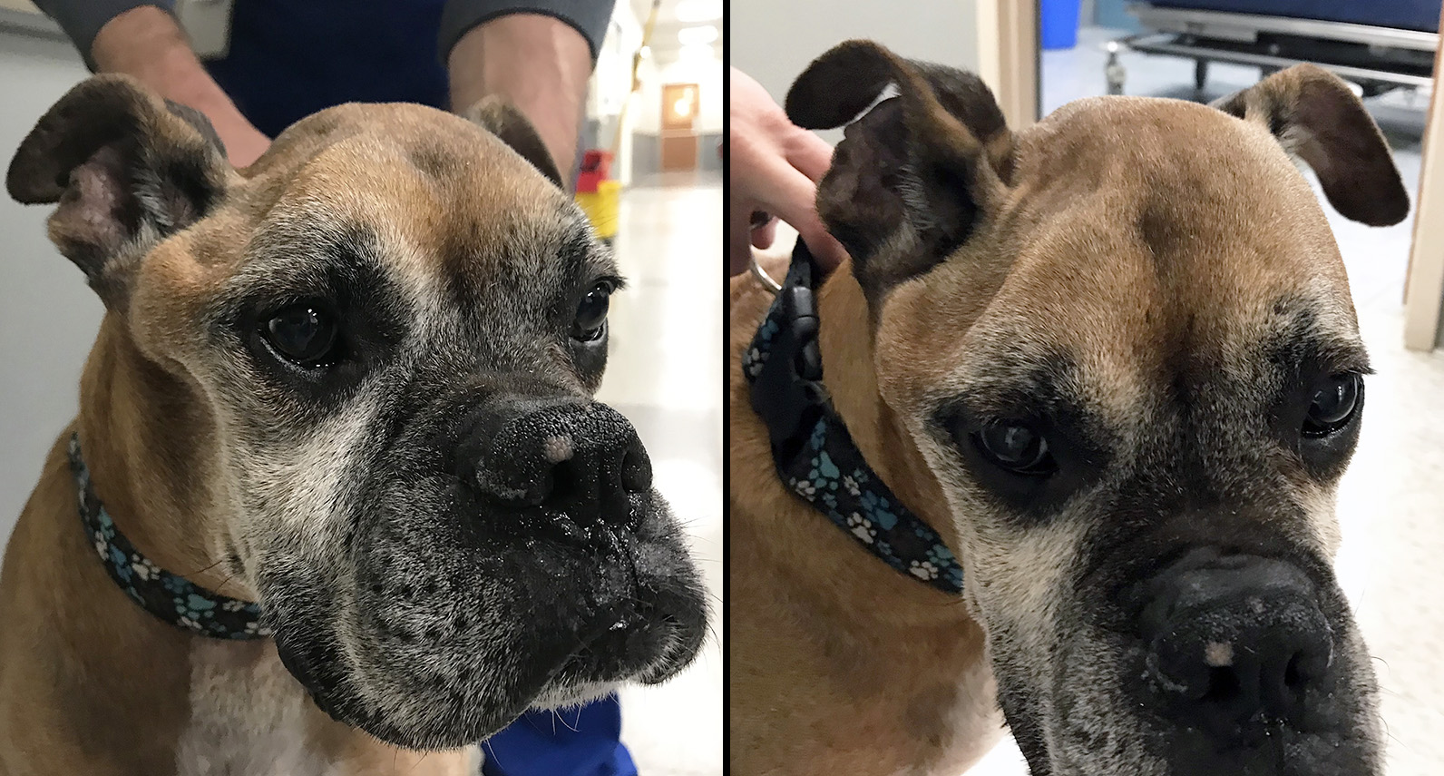 33 Top Images Brain Stem Tumor In Cats Your Marvellous Brain. Part 1